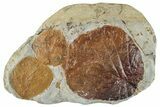 Plate with Three Fossil Leaves (Two Species) - Montana #268324-1